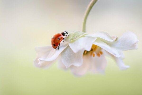 Butterfly box on a white flower