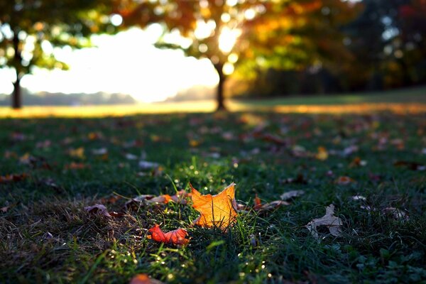 There is a red autumn leaf on the green grass