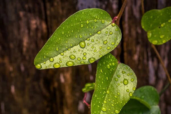 Image of green leaves with dew drops