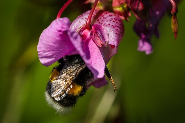 Hummel in einer rosafarbenen Blütenknospe