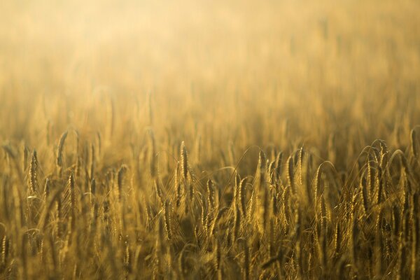 Golden waves of morning rye