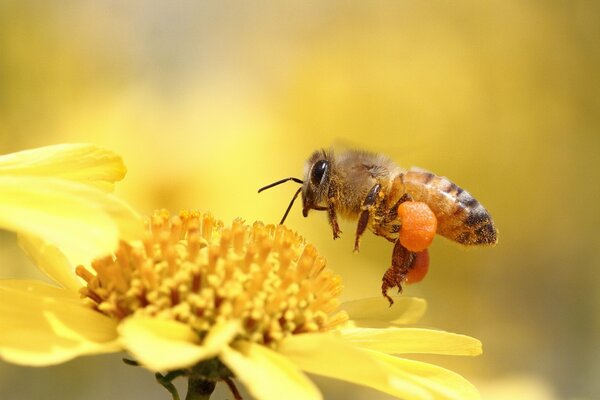 The flight of the bee to the yellow flower