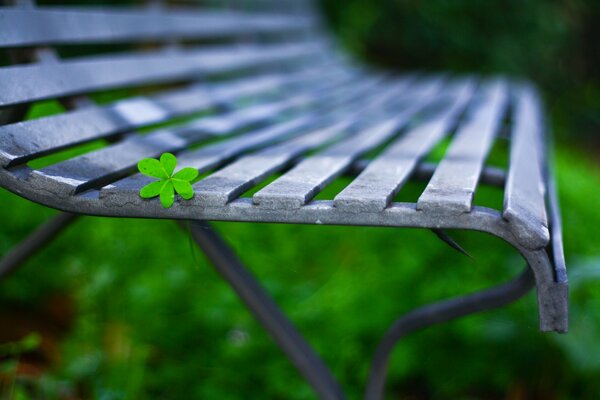 A green leaf on a gray bench