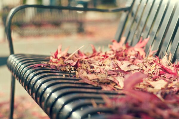 Autumn bench in the foliage Park