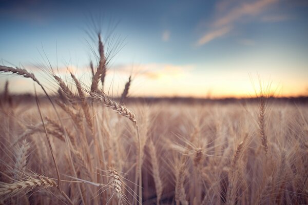 Weizenähren auf dem Feld