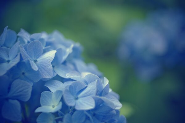 Primula blu su sfondo sfocato