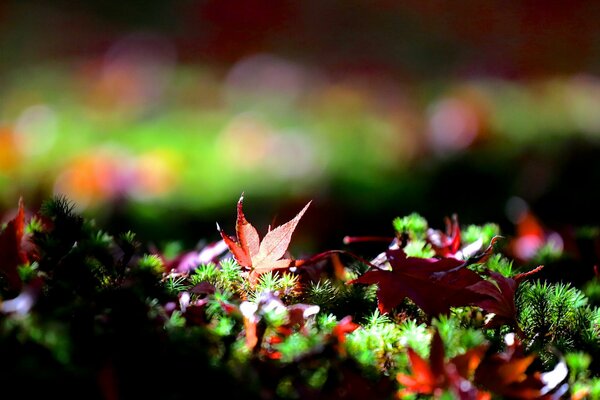 Maple leaves fallen on moss