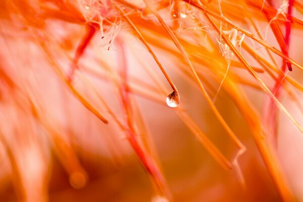 Title colored autumn drop of water