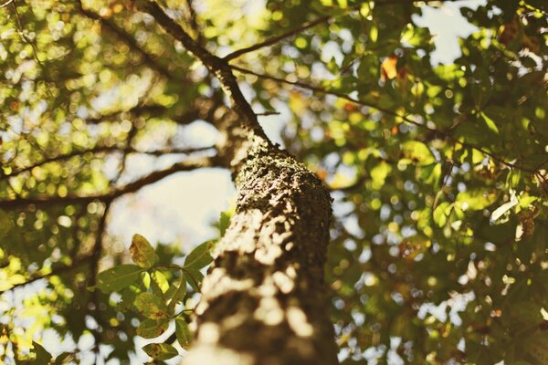 A tree in abundance of light