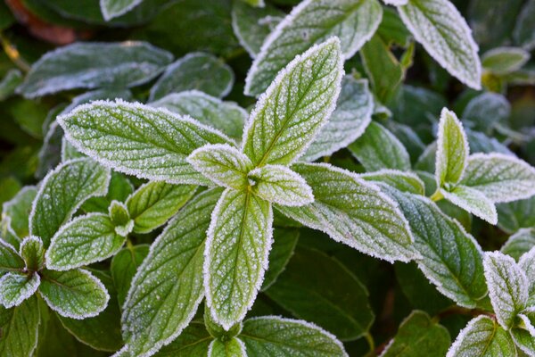 Fresh mint in frost frost