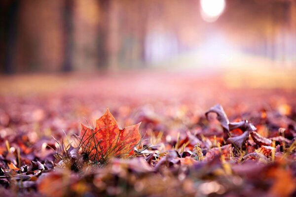 Otoño, hojas caídas en la hierba