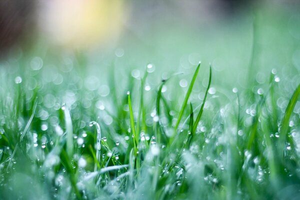 Dew drops on the green grass