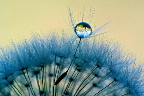 Diente de León azul Aproximado con una gota de rocío