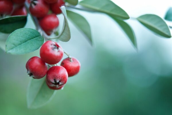 Rote Beeren auf grünem Hintergrund