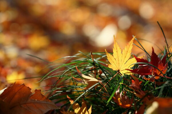 Automne doré, feuilles tombées sur l herbe