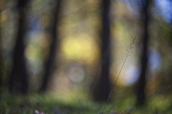 A thin stalk of grass on a blurry background