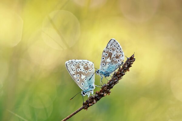 Two butterflies on a spike in spring