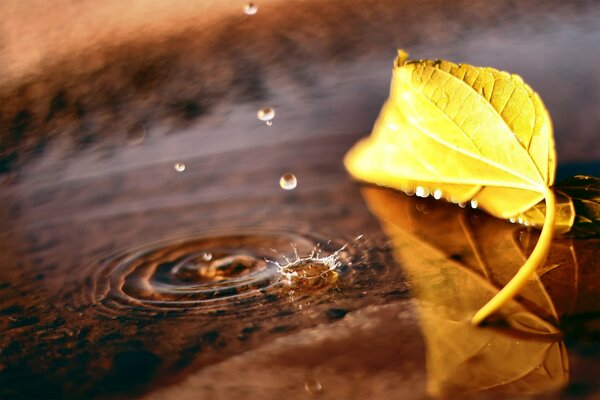 Gotas de agua y una hoja amarilla de otoño en un charco