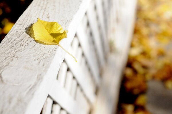 A yellow leaf on a white fence