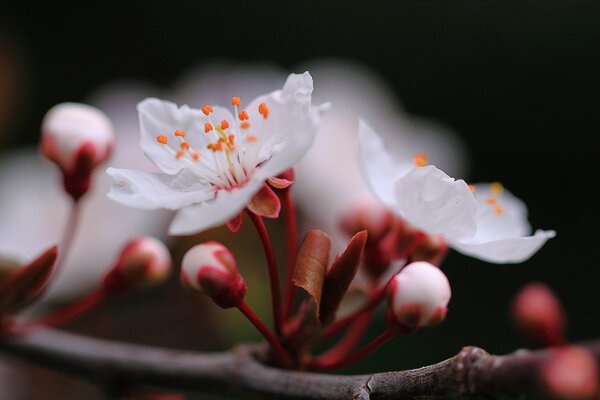 Fotografía macro de flores de cerezo