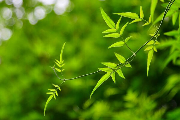 Feuilles vertes sur fond flou