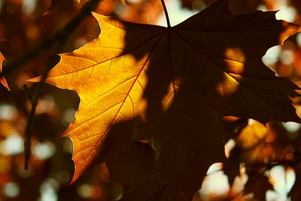 Feuille d automne jaune au soleil