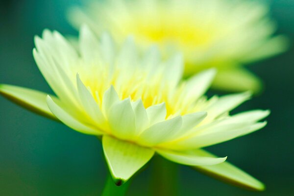 Gorgeous yellow flowers on a green background