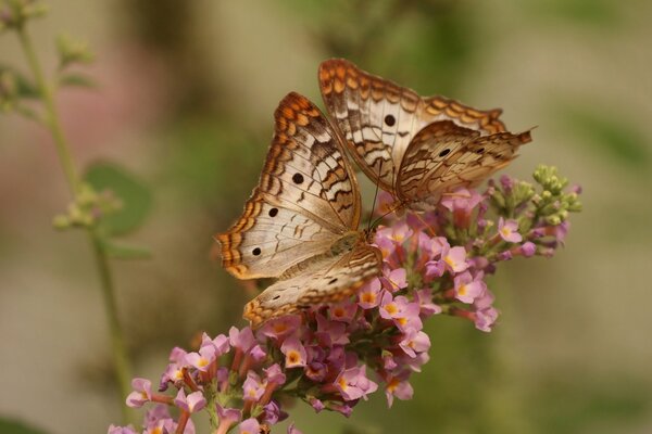 Mariposas pavo real blanco en flor rosa