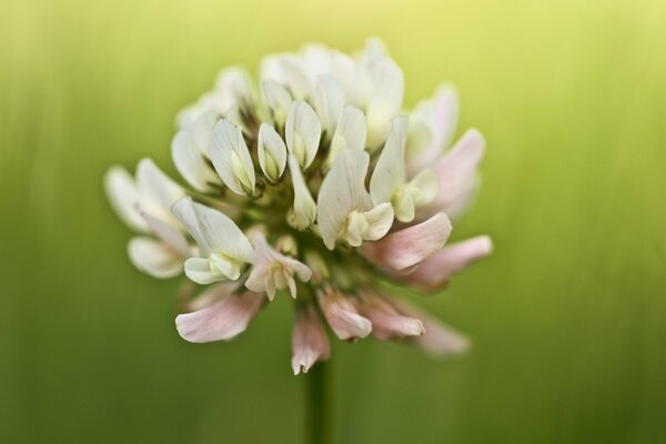 Flor. Trébol en macro. Verano, belleza, naturaleza