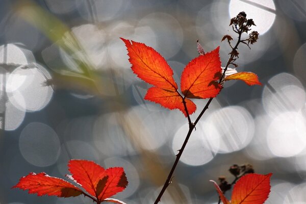 The glare of sunlight on the rosehip