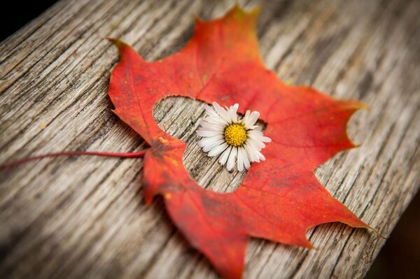 Flor en el corazón rojo del otoño