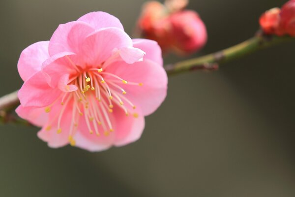 Albaricoque japonés rosa en una rama