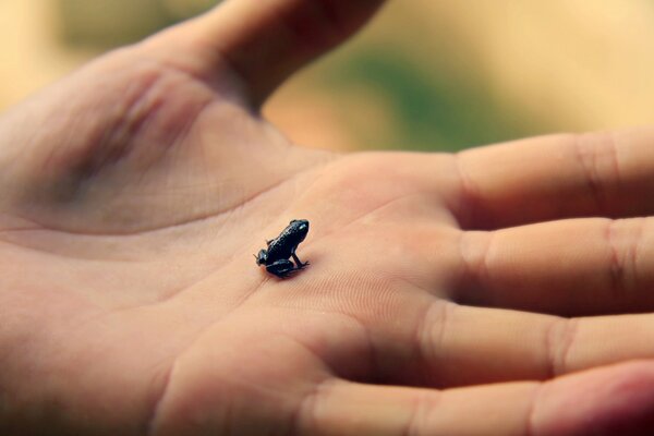 Kleiner Frosch auf einer großen Handfläche