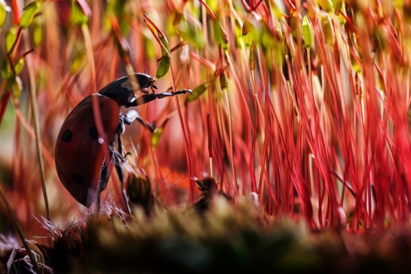 Macro photography of ladybug with sprouts