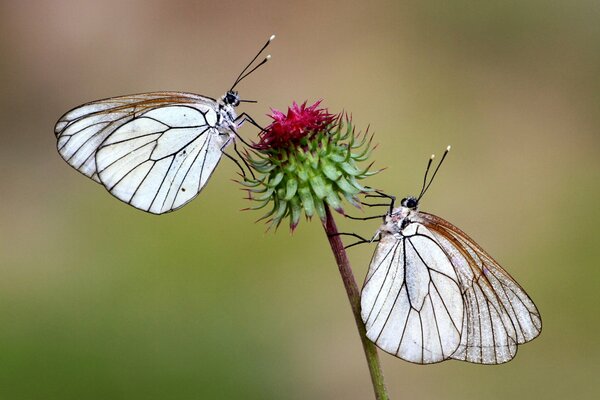 Две бабочки на крано-зеленом цветке