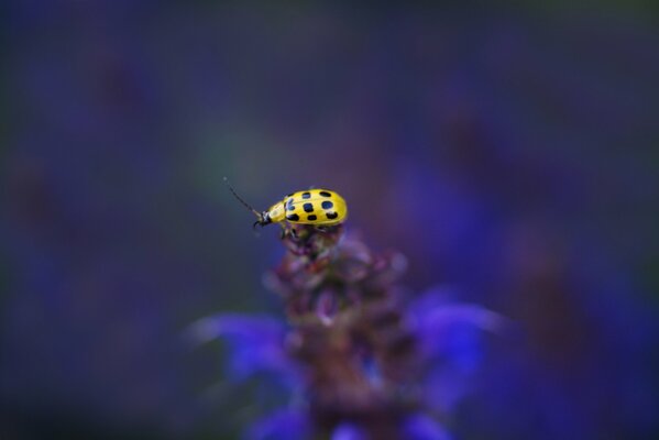 Insecto amarillo en la flor. Desenfoque en la planta