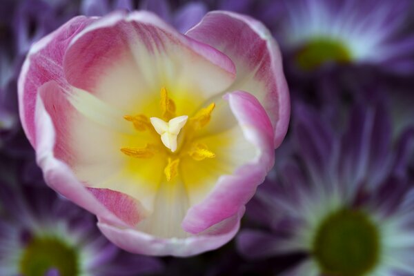 Tulipe avec des pétales blancs et roses