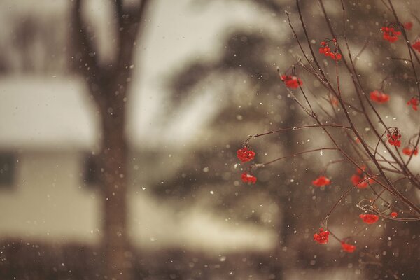 Title winter red rowan berries