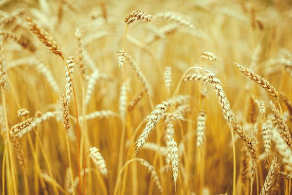 Campo de espigas de trigo macro