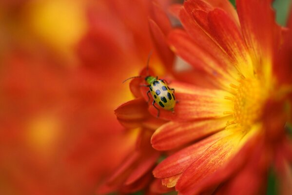 Coccinelle sur une fleur rouge floue