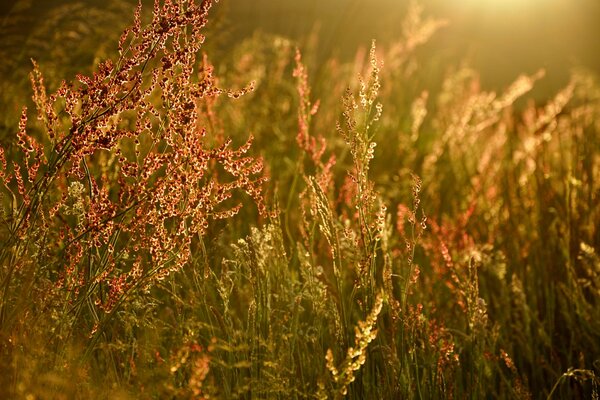 Autumn grass on the background of light