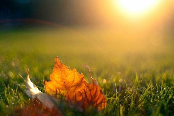 Feuille d érable dans les rayons du coucher du soleil