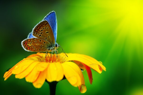 La mariposa se sentó en una flor amarilla