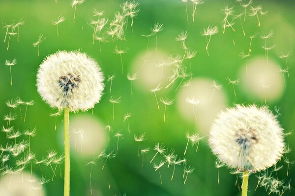 Flying dandelions on a green background