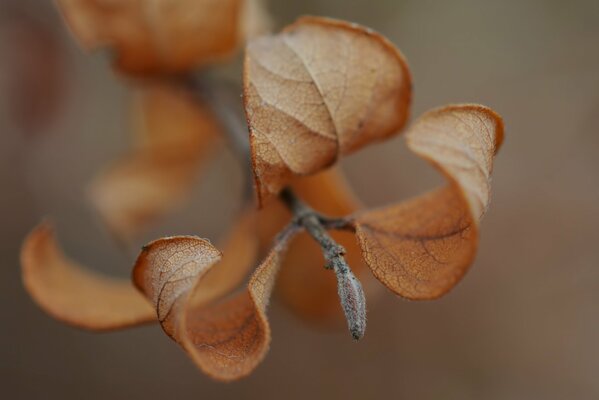 Twig, yellow leaves, autumn