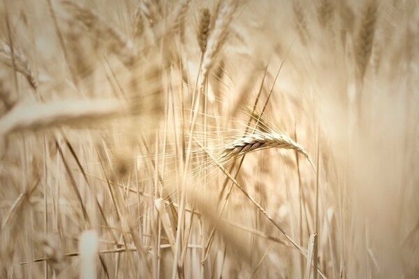 Autumn field of spikelets in a blur