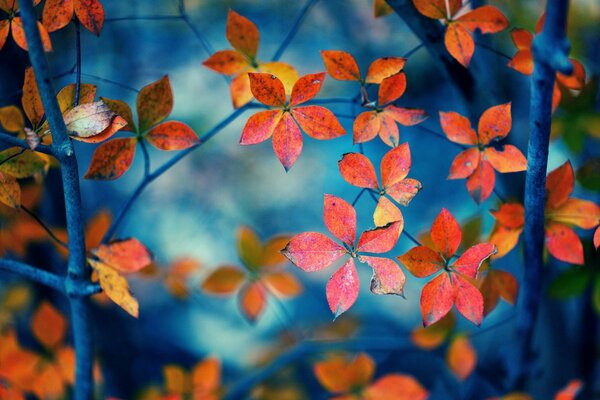 Feuilles en macro sur fond bleu