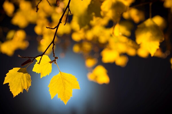 Con una hoja de otoño en el viento