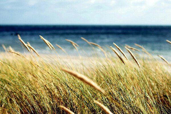 Gros plan de champ de blé de couleur jaune sur fond de mer bleu vif sous le soleil d été