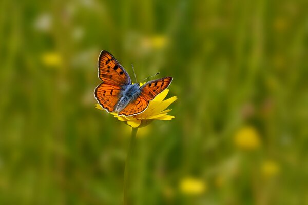 There is a beautiful butterfly in the field on a yellow flower